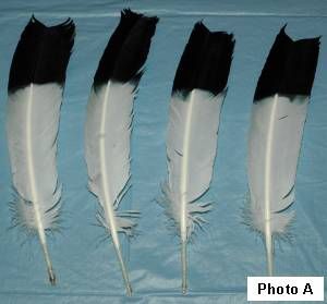 Imitation Eagle Turkey Feather Preparation Tips