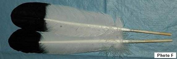 Imitation Eagle Turkey Feather Preparation Tips